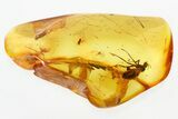Fossil Wood Gnat (Anisopodidae) in Baltic Amber - Rare! #315571-1